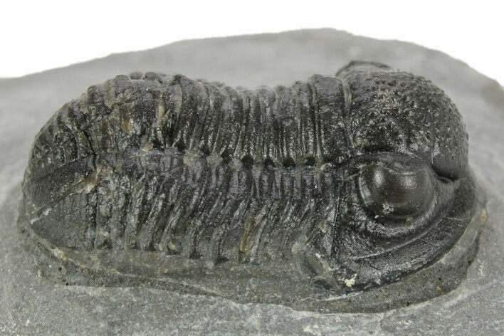 Detailed Gerastos Trilobite Fossil - Morocco #377257